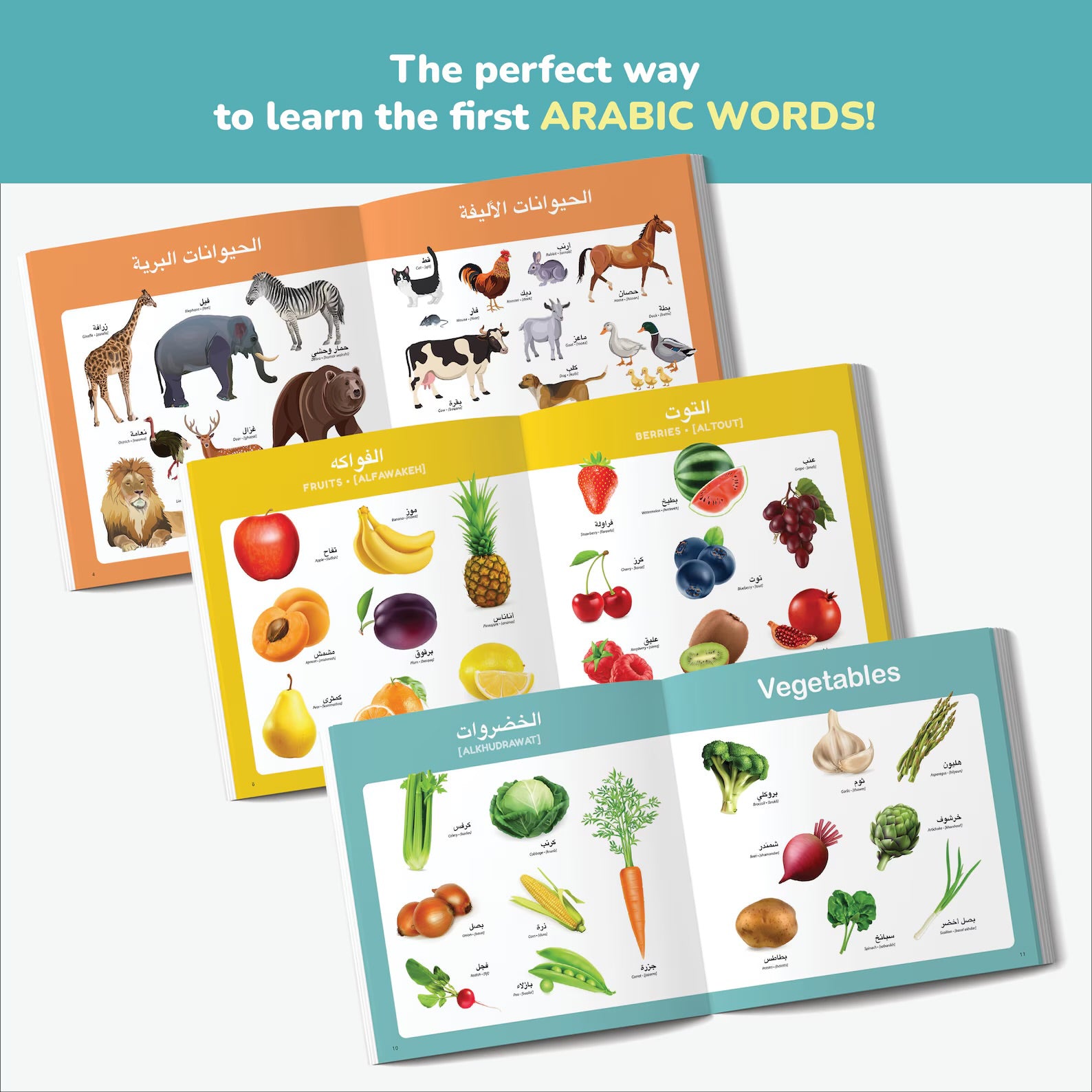 Little Explorer: Arabic & English – Bilingual First Words Book
